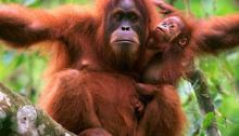 An orangutan can press a button on a scanner that presents a cookie-cutter report. Generating real results that create an end-game of safe security requires the human mind.